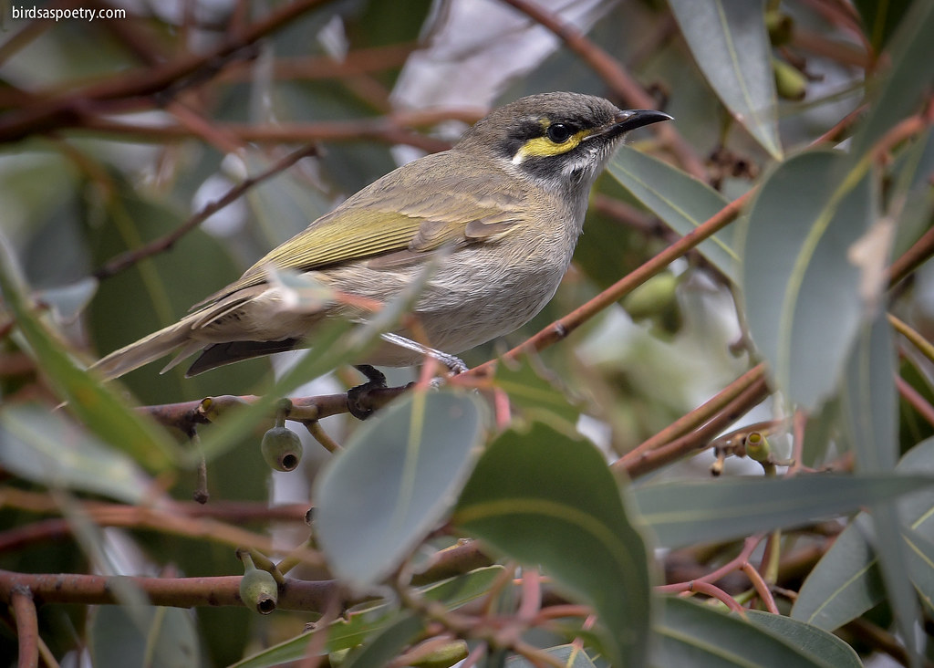 Yellow-faced Honeyeater: Through the Leaves