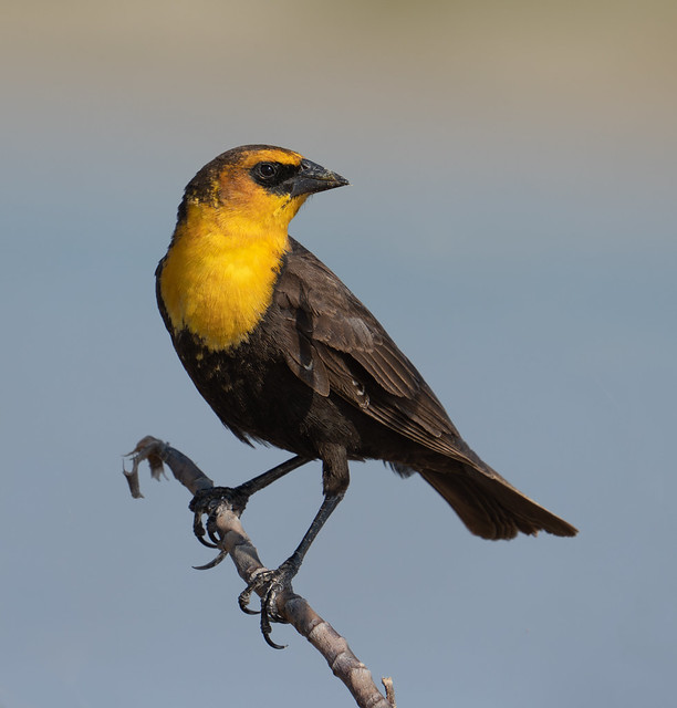Yellow-headed Blackbird  {Explored!  Thank you for the generous comments and faves!!}