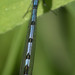 Common blue damselfly (Enallagma cyathigerum), m