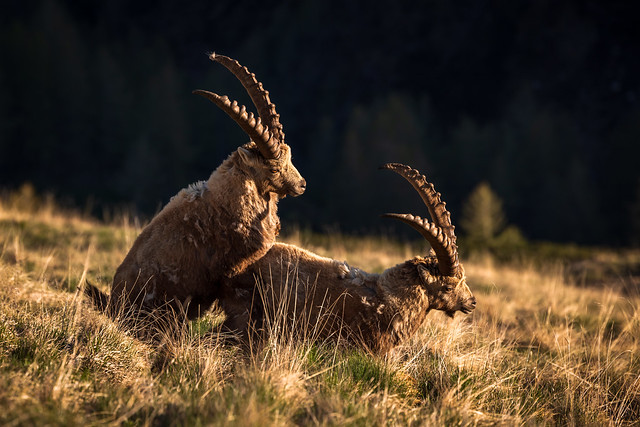 Two Male Alpine Ibexes - Hohe Tauern - Österreich