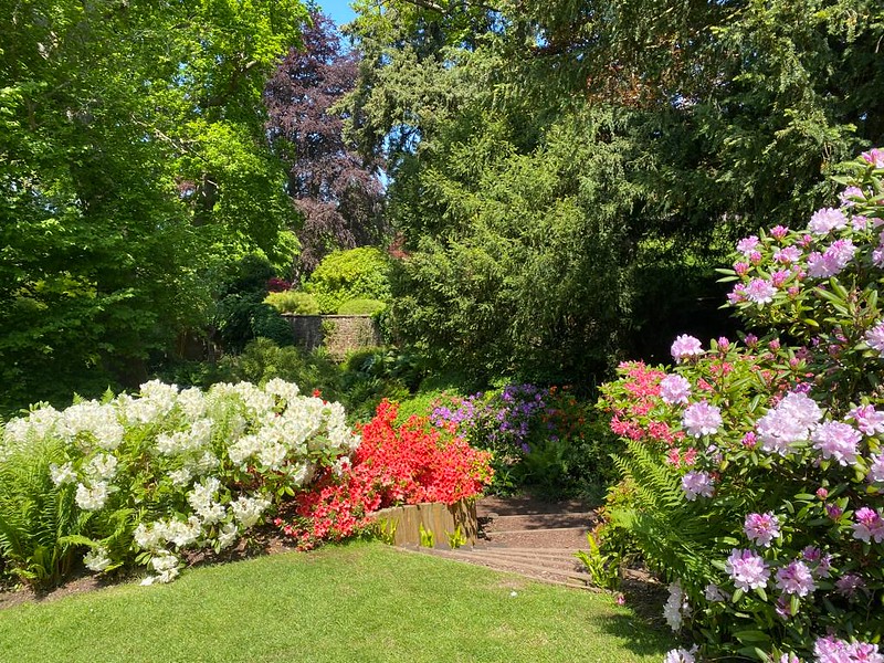 Brobury House Gardens - Rhododendrons in bloom