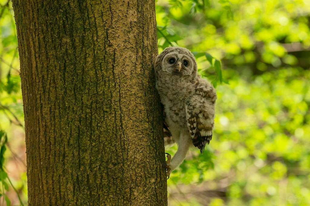 Barred Owlet Climbing a Tree