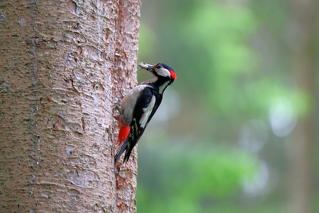 The great spotted woodpecker...