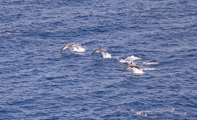 Spinner dolphins off the ship's bow