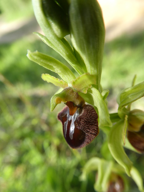 l'ophrys araignée 12 mai 2023 17h28min17s