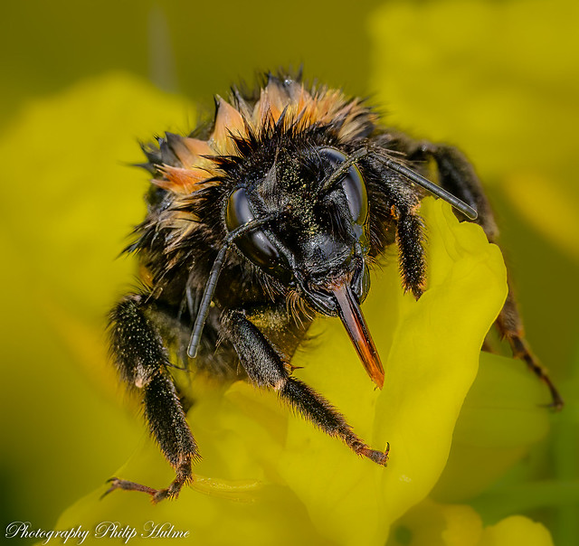 A very wet bee! Flamborough , UK 09/05/23 Sony A7RV+70-200GMII + 1.4TC