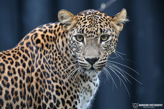 Sri lanka leopard - Zoo Jihlava