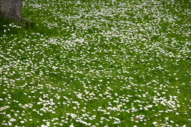 A carpet of daisies   IMG_1998