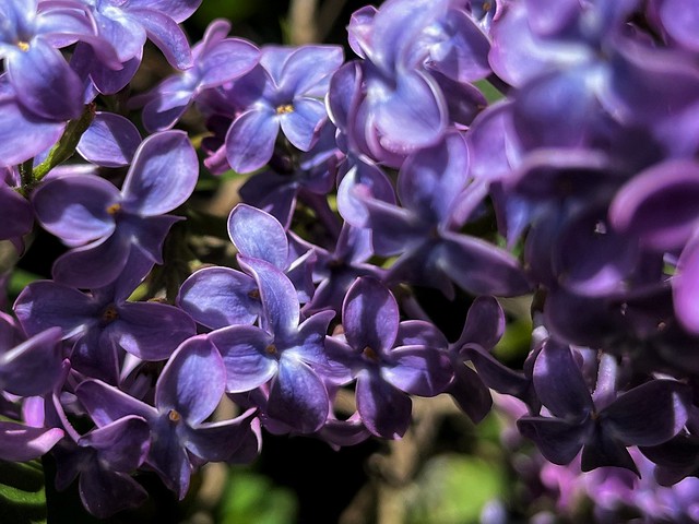 Lila toner - Shades of Purple