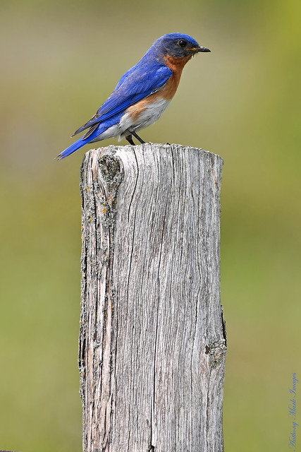 Male Eastern Bluebird on Sentry Duty