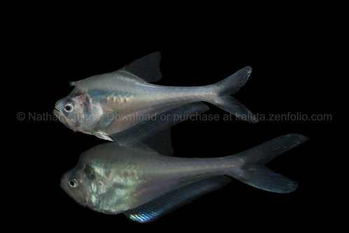 Australian Nurseryfish (Kurtus gulliveri)