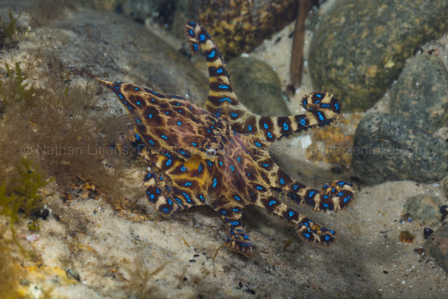 Displaying Blue Ringed Octopus (Hapalochlaena maculosa)