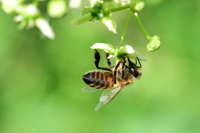 Honeybee on Euonymus europaeus