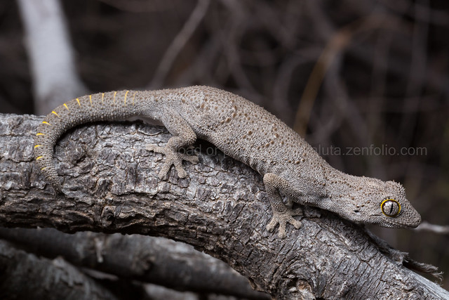 Western spiny tailed gecko (Strophurus strophurus)