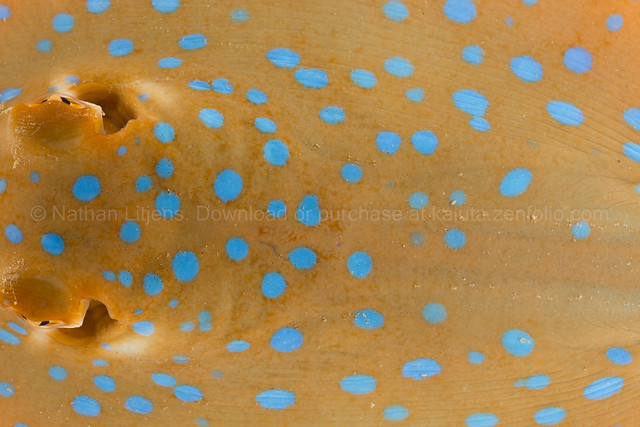 Blue spotted lagoon ray (Taeniura lymma) on white background