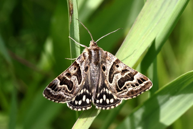 Mother Shipton Moth (Callistege mi)