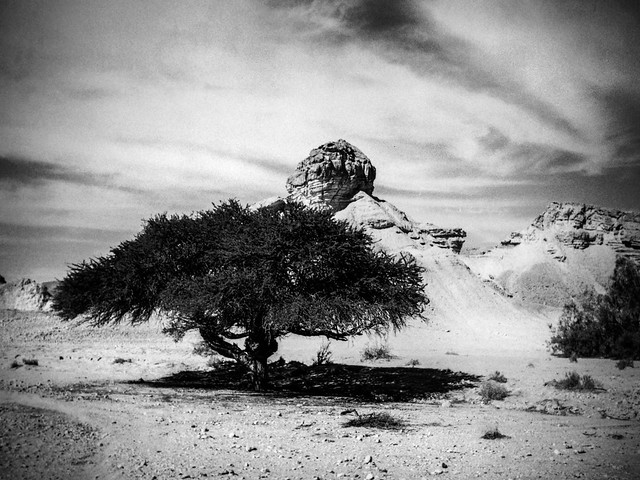 Matsuq Hatsinim Nature Reserve, Ha Negev, Israel 1999