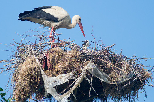 White Stork -  With hungry chick.