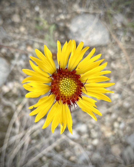 Wildflower in the Okanagan Valley