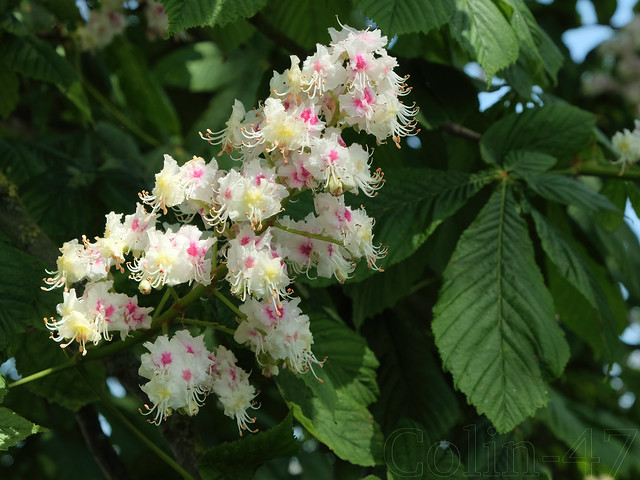 Chestnut blossoms