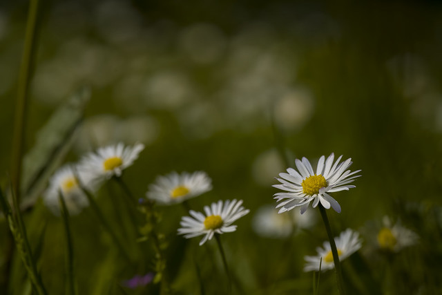 Daisies in the field