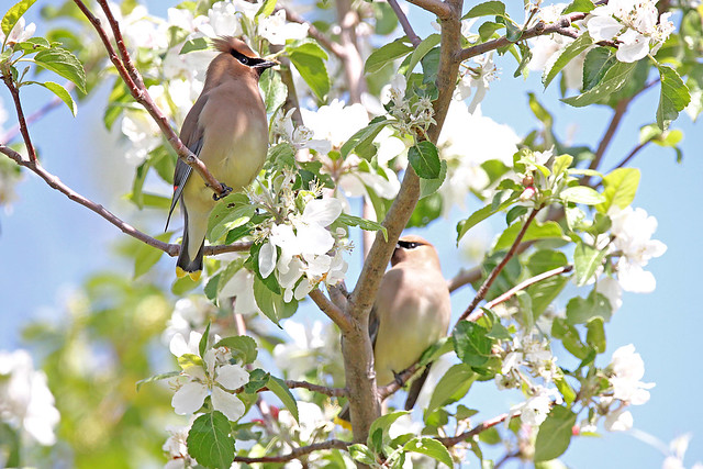 A pair of Cedar Waxwings enjoying some flowers together.
