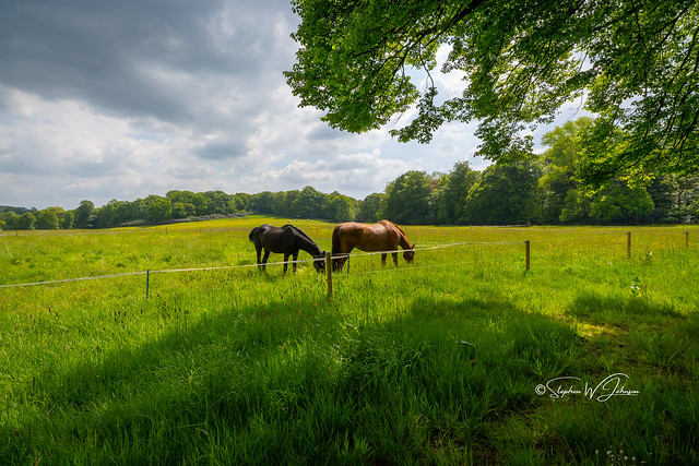 Z50_9027 - Horses in a field