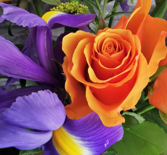 Roses and Irises - Colourful Couple
