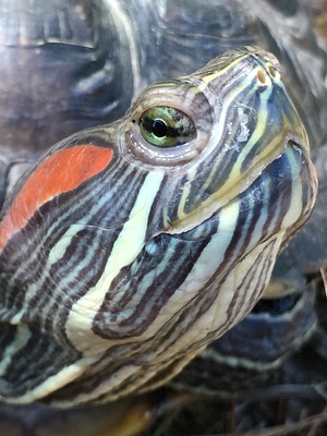 photo of a red-eared slider turtle