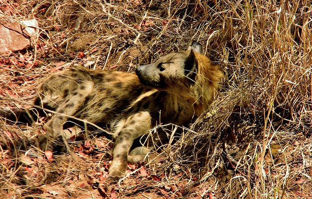 SÜDAFRIKA( South-Africa), Im Kruger-Nationalpark, Hyäne beim Mittagsschlaf gestört , 22109