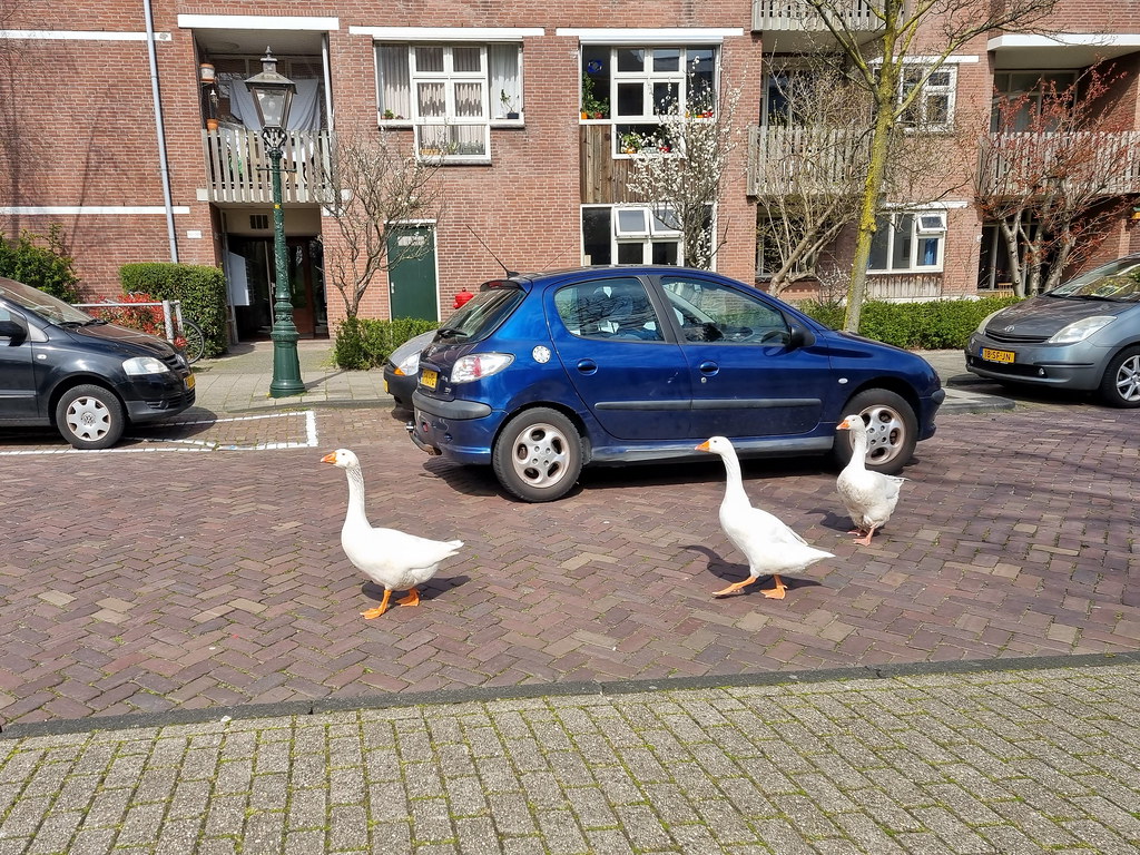 City geese traffic