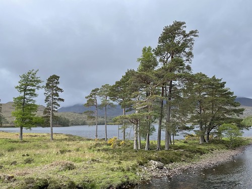 Loch Coulin pines 
