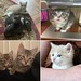 It's Rigoletto, Carmen and of course Figaro! The Opera Kittens will be singing their hearts out at our Sunday adoption event, 5/28 from 1 to 4 pm at 181 Irving Ave. Meet them and lots of other cats and kittens looking for homes from us, @northbrooklyncats