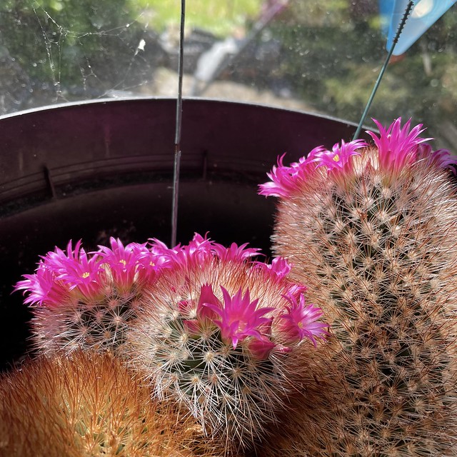 This year’s cactus blooms