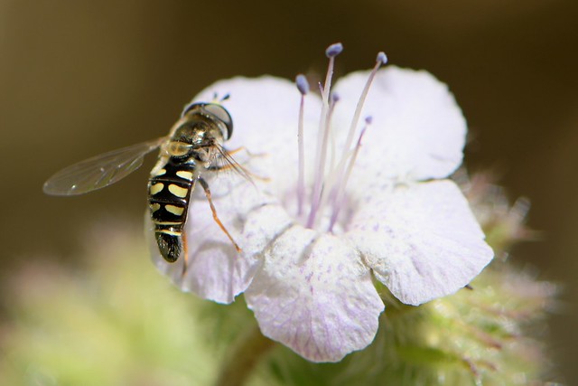 Syrphid Fly on Caterpillar Phacelia
