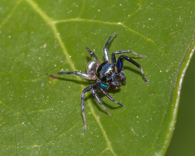 A Banded Phintella jumping spider