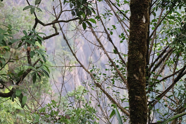 Forest in Meghalaya