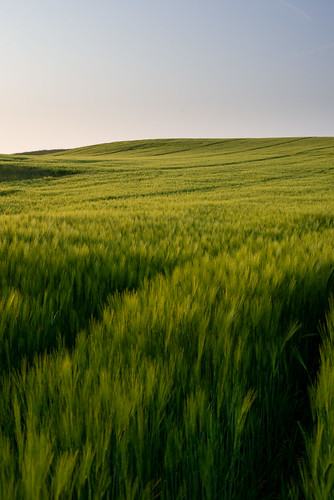 I think it's barley, not sure tho by Maciek Strojwas, As per usual I had another photo in mind and I saw this grain field on the way, so here it islandsca