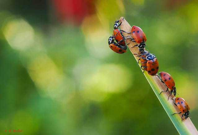 Ladybugs! - Vancouver, British Columbia