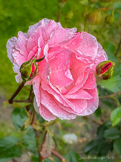 Una rosa en el jardín