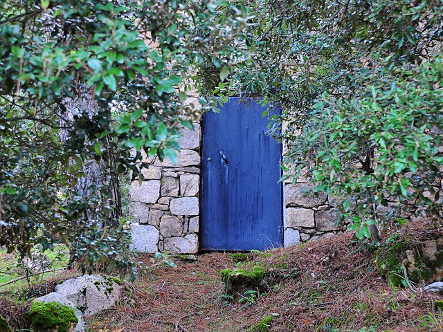 A blue door in the woods