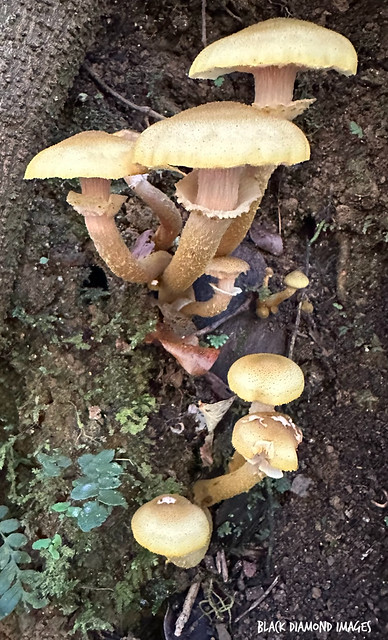 Armillaria luteobubalina - Australian Honey Fungus