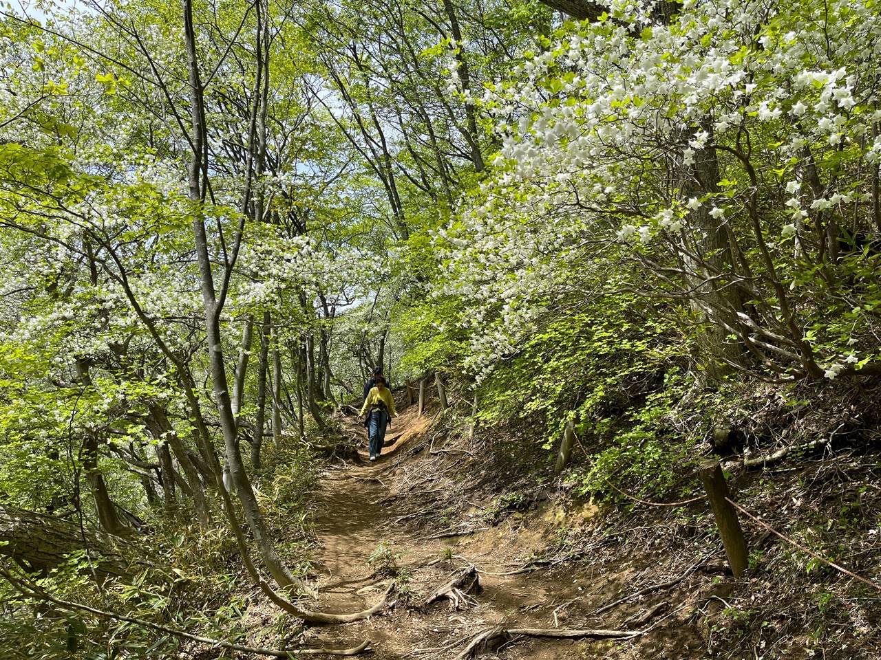 マウントジーンズ那須 登山道 満開のシロヤシオ！日本屈指のゴヨウツツジの名所