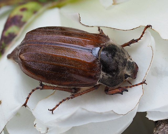 P5270016 May Bug