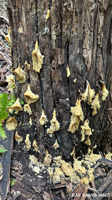 Decaying Omphalotus nidiformis - Ghost Fungus