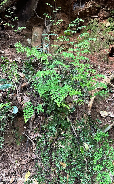 Adiantum aethiopicum - Common Maidenhair Fern