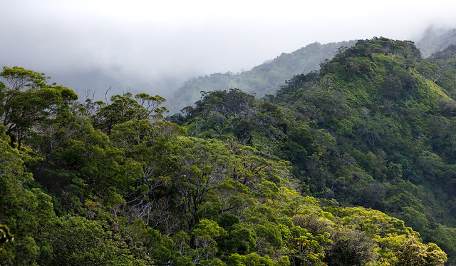 Rain Forest Ridges