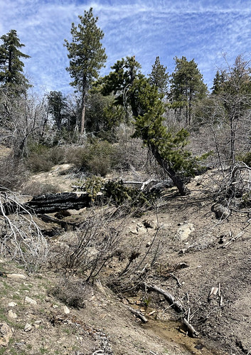 california creek usa composition nature trees mountains landscape hiking trail