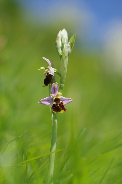 The stunning and uber rare Late Spider Orchids