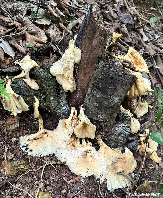 Decaying Omphalotus nidiformis - Ghost Fungus